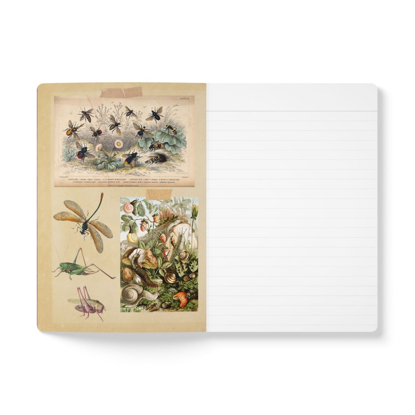 Bee & Thistle Vintage Field Notes | Softcover Journal with Inside Illustrations