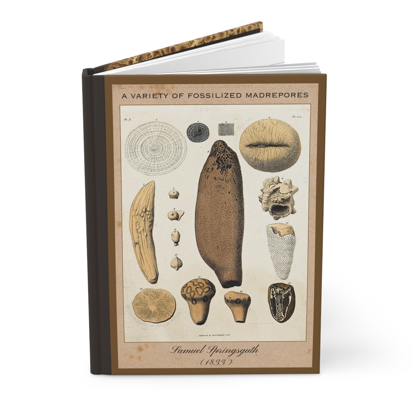 Vintage Fossil Collection Hardcover Notebook No. 004