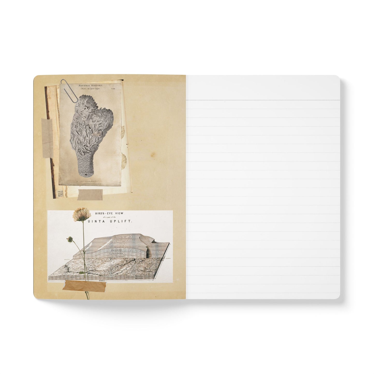 Fossils Vintage Brown Softcover Pocket Notebook