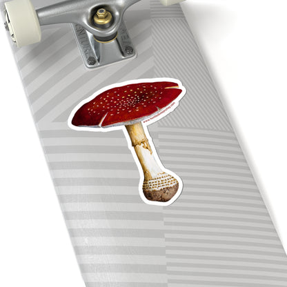 Fly Agaric (Amanita Mascara) Mushroom Sticker (4 sizes)