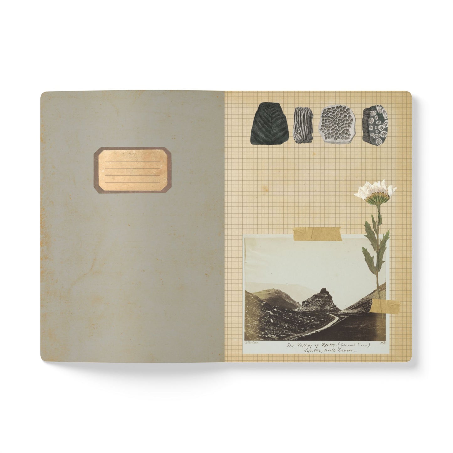 Fossils Vintage Blue Softcover Notebook