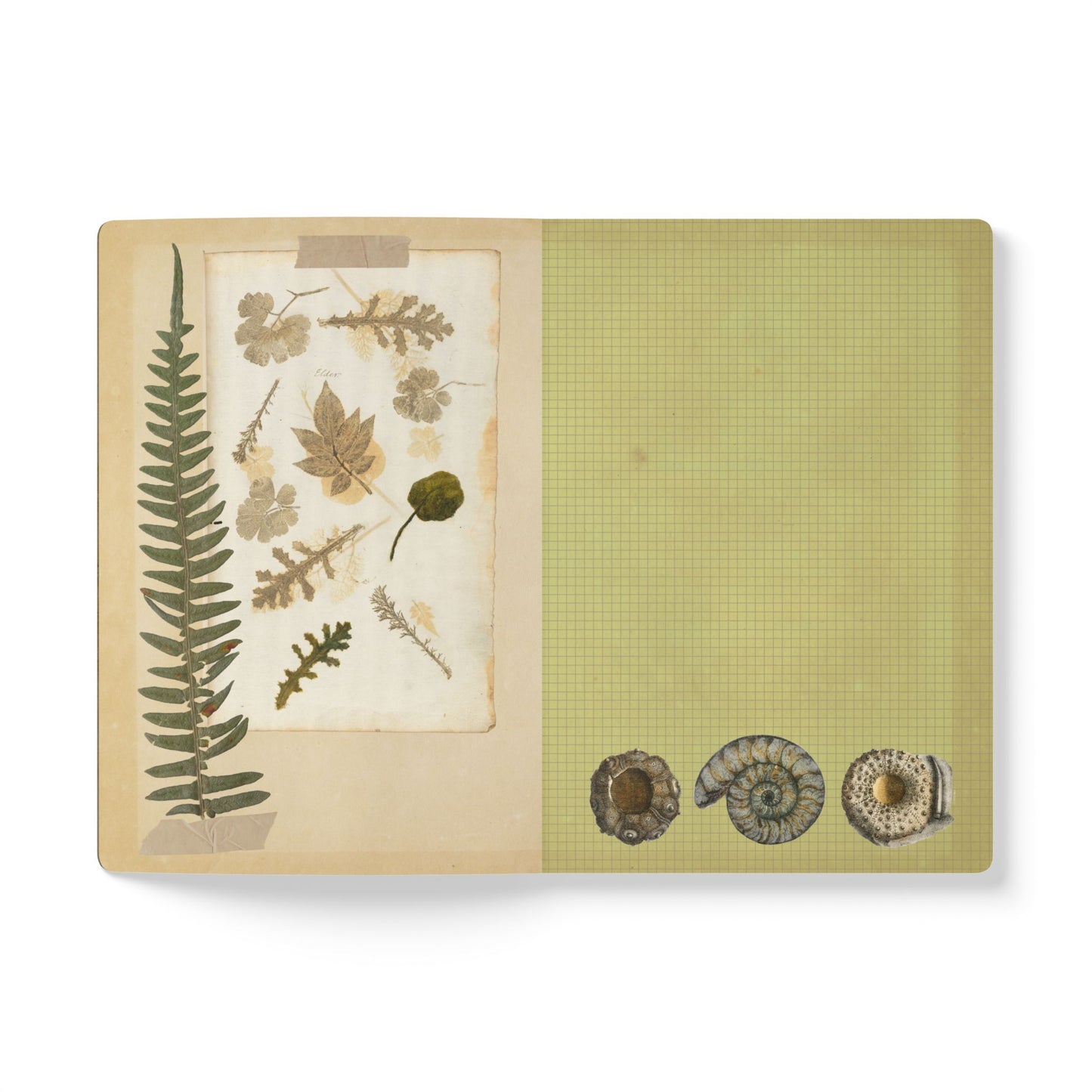 Fossils Vintage Brown Softcover Pocket Notebook