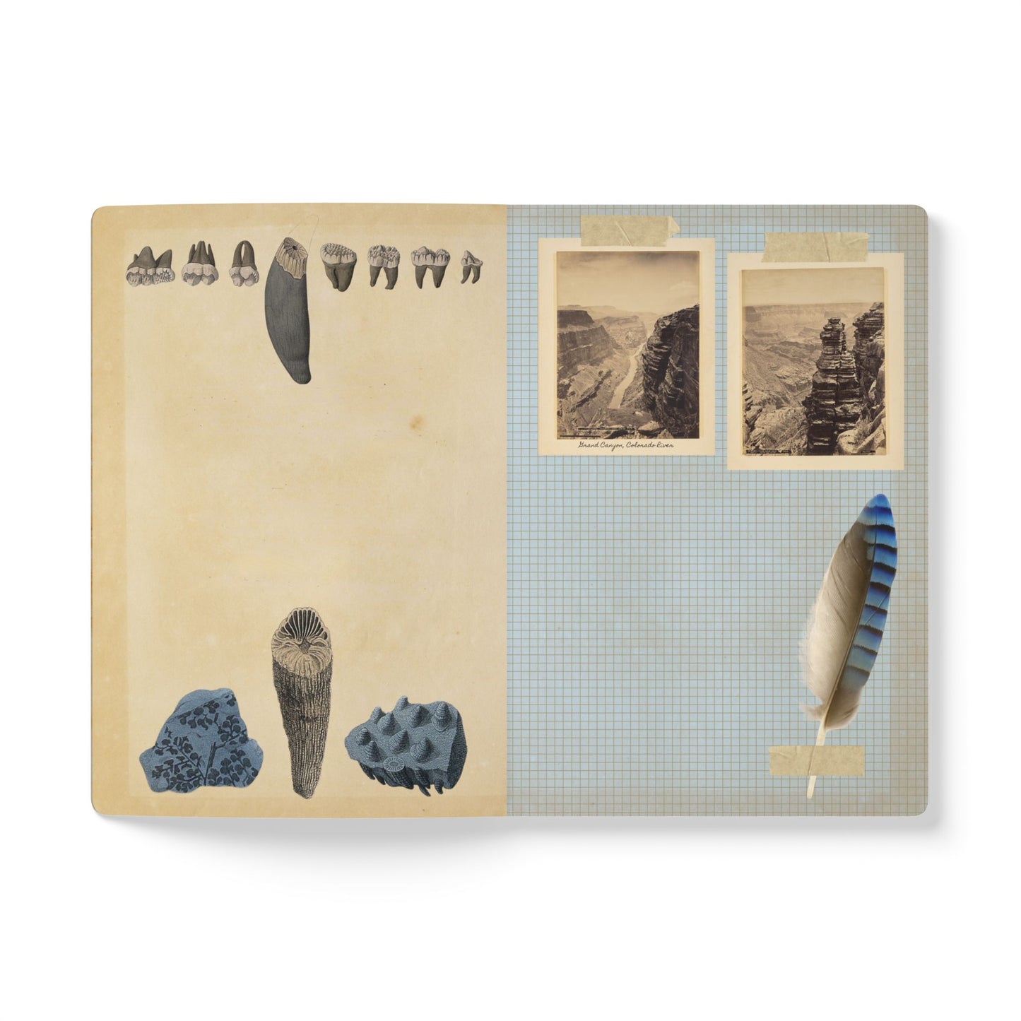 Fossils Vintage Blue Softcover Notebook