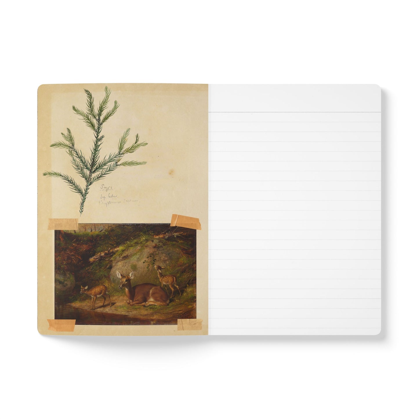 Forest & Rabbit Vintage Field Notes | Softcover Journal with Inside Illustrations