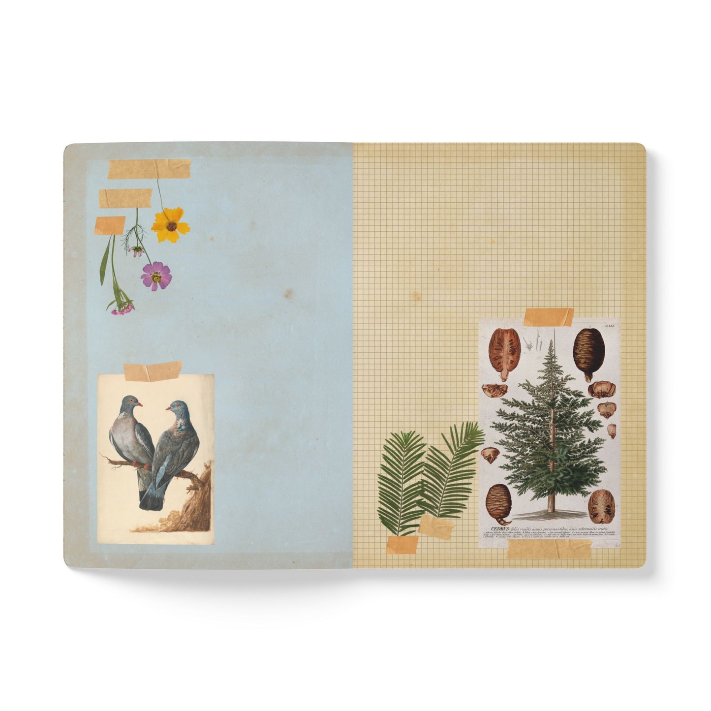 Forest & Rabbit Vintage Field Notes | Softcover Journal with Inside Illustrations
