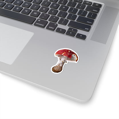 Amanita Muscaria (Fly Agaric Fungus) sticker (4 sizes)