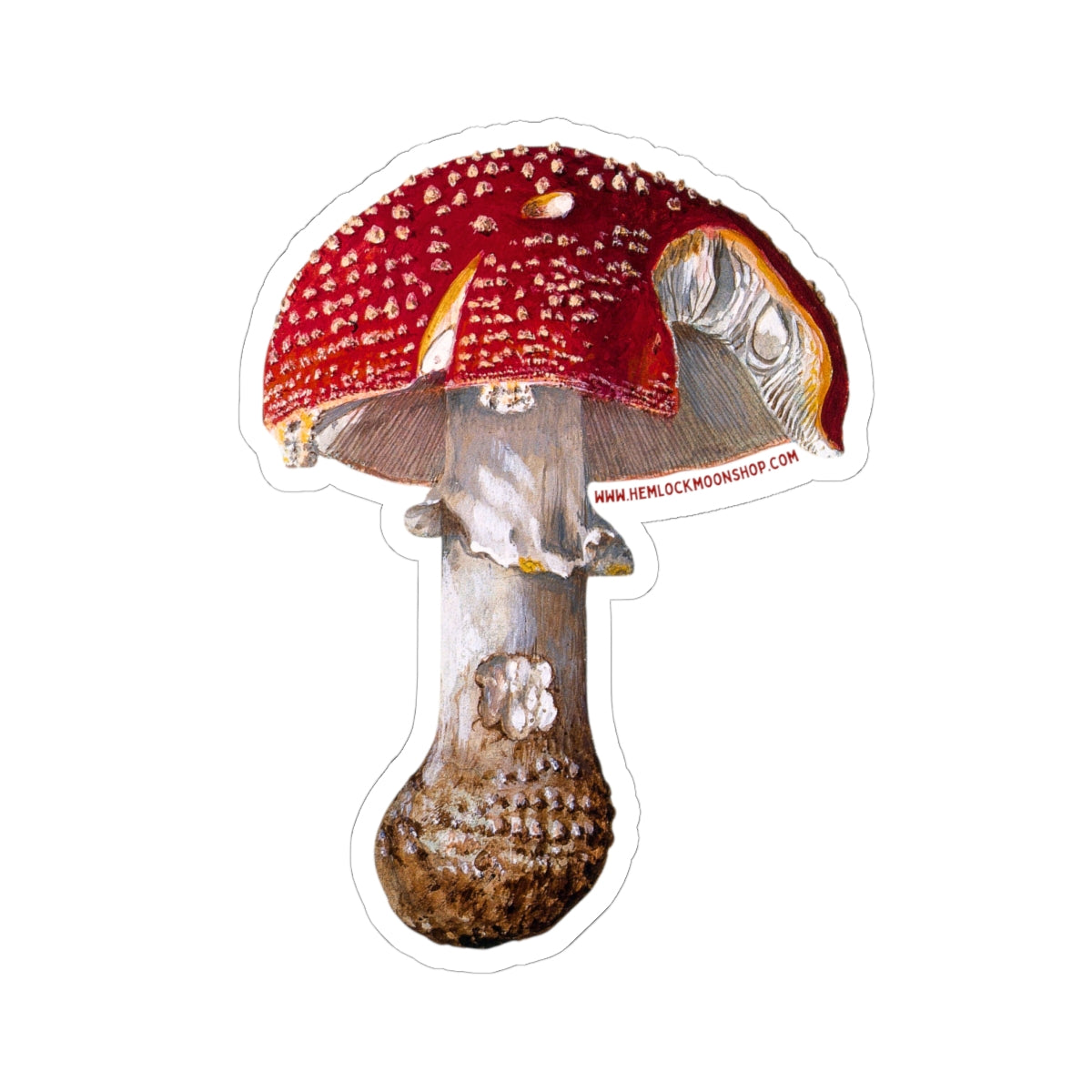 Amanita Muscaria (Fly Agaric Fungus) sticker (4 sizes)