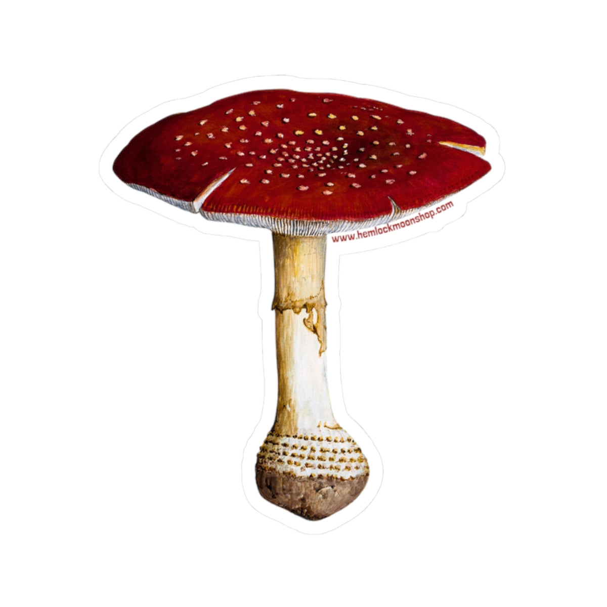 Fly Agaric (Amanita Mascara) Mushroom Sticker (4 sizes)